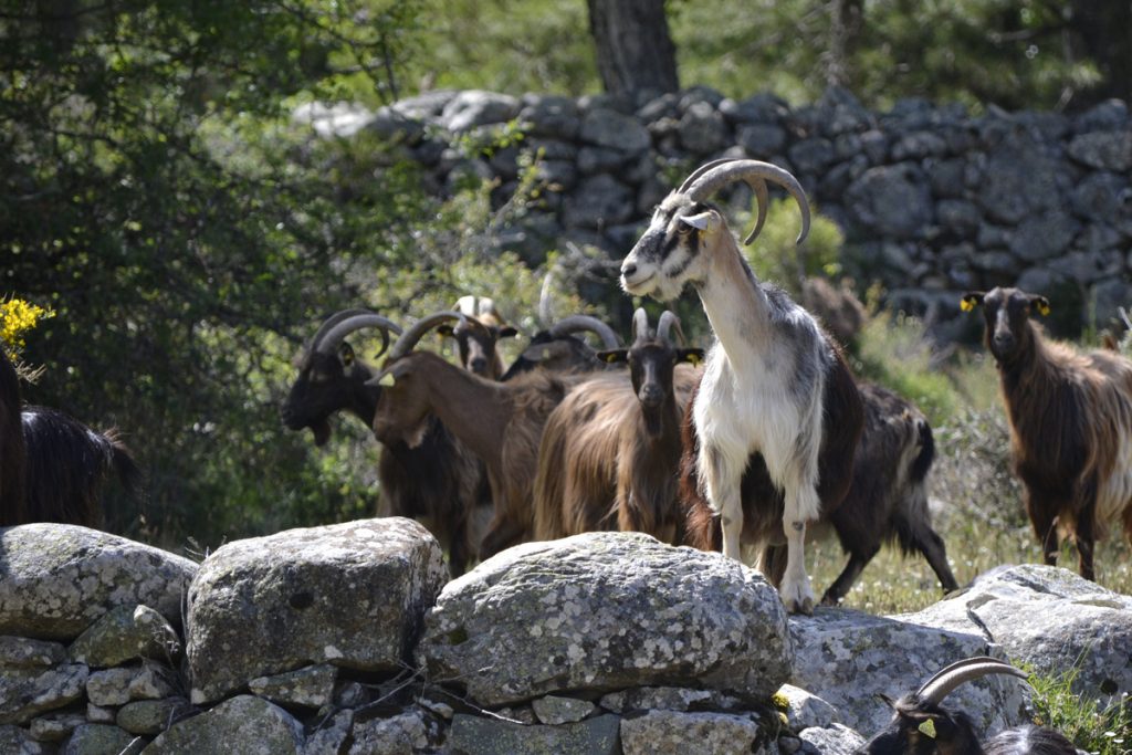 Magnifiques chèvres Corses