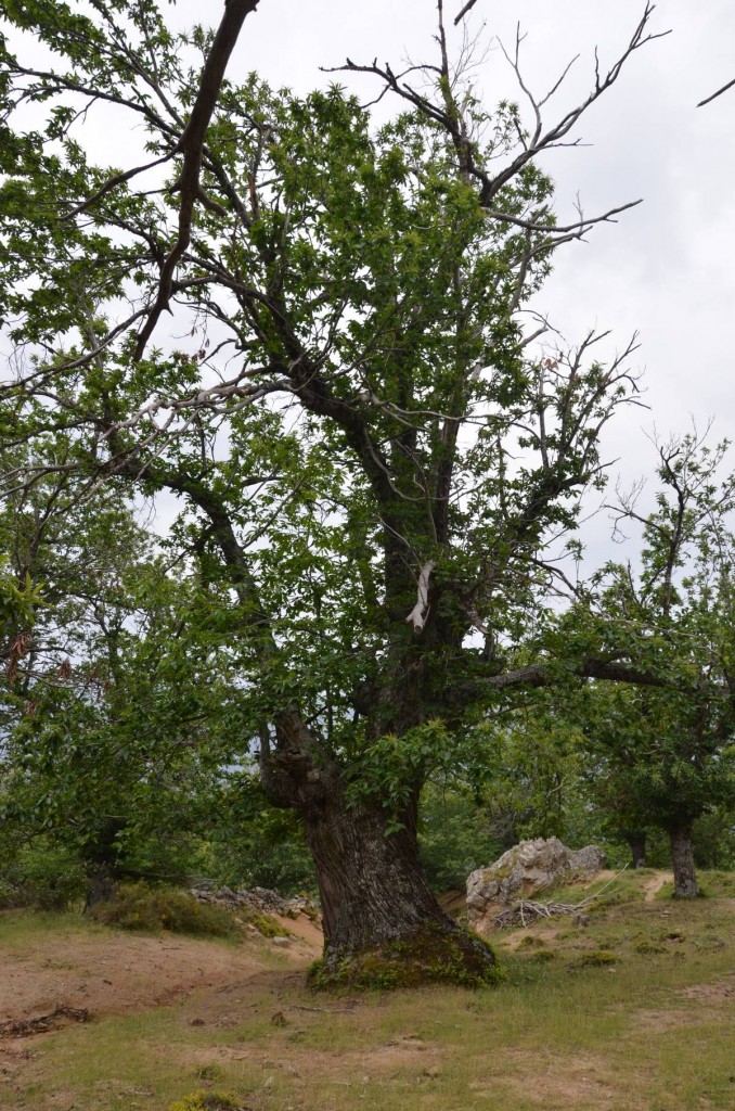 Châtaigner multi-centenaire  dans la châtaigneraie de Poggio di Lozzi