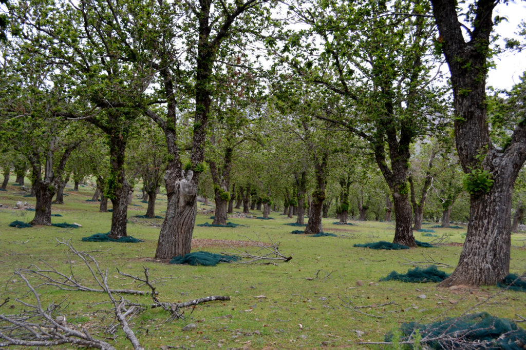 La belle châtaigneraie de Lozzi