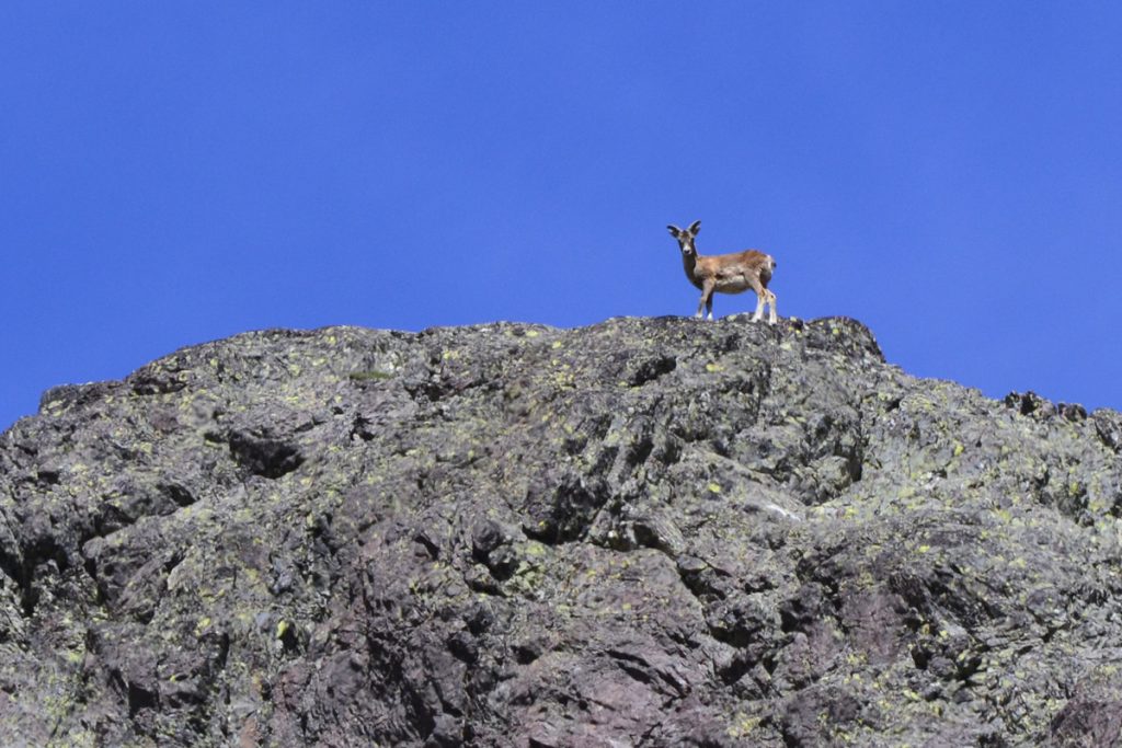 Mouflon dans le massif de la Paglia Orba